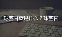 球茎甘蓝是什么？球茎甘蓝的做法大全