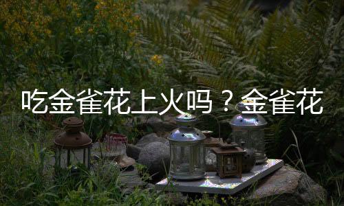 吃金雀花上火吗？金雀花的营养价值有哪些