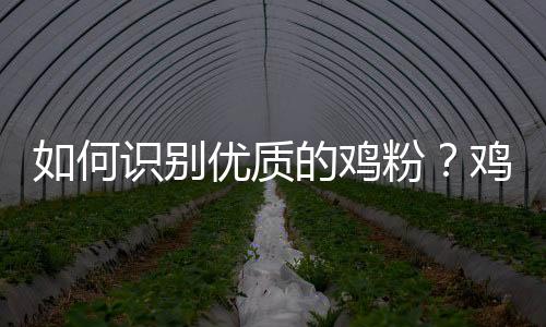 如何识别优质的鸡粉？鸡粉质量的鉴别方法