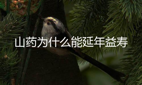 山药为什么能延年益寿