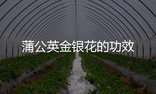 蒲公英金银花的功效